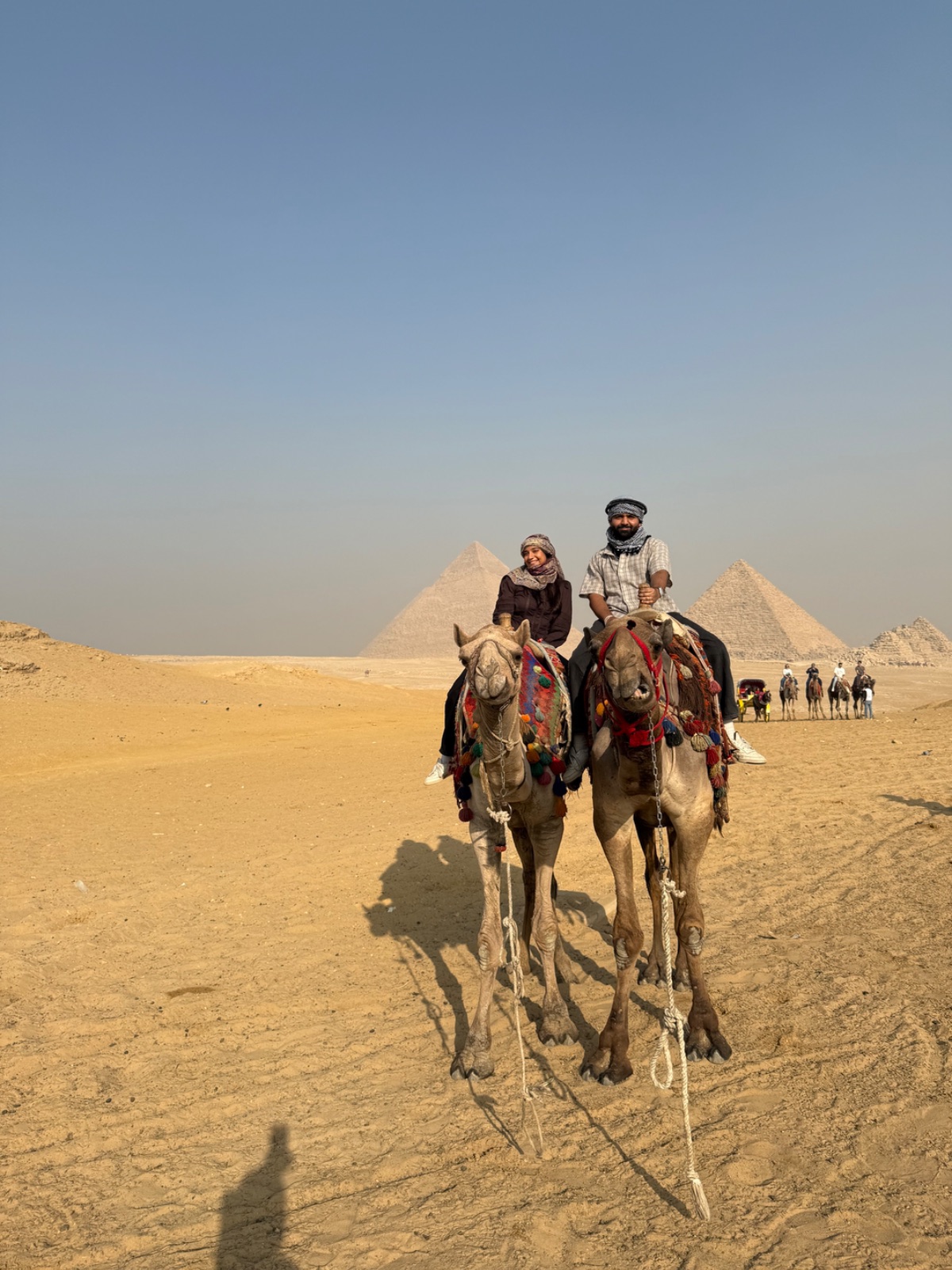 Camels at the pyramids